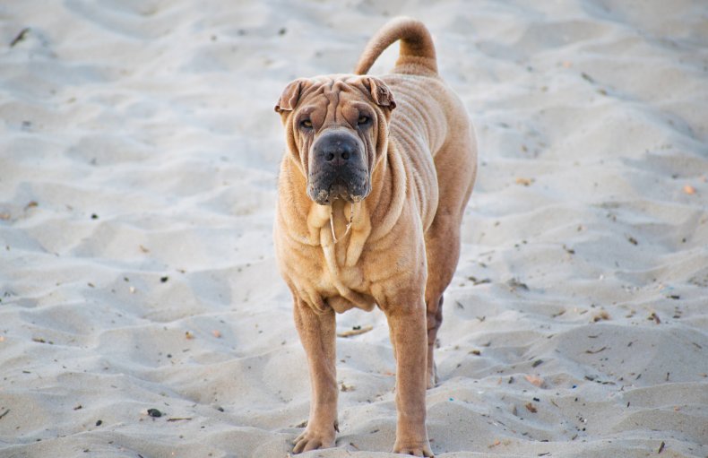 Chinese Shar Pei