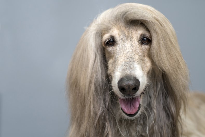 Afghan Hound