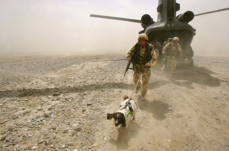 A sniffer dog in Afghanistan in 2006.