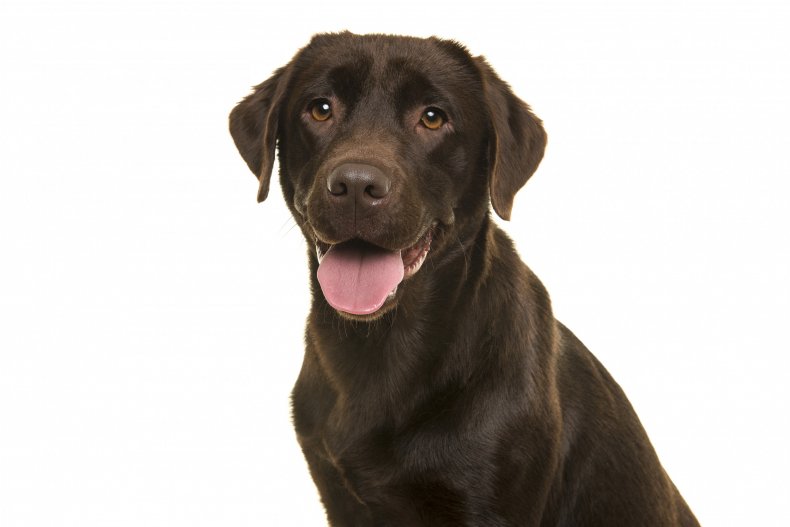 A chocolate Labrador