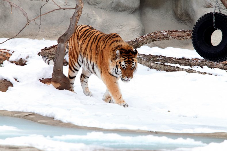 Detroit Zoo Tiger