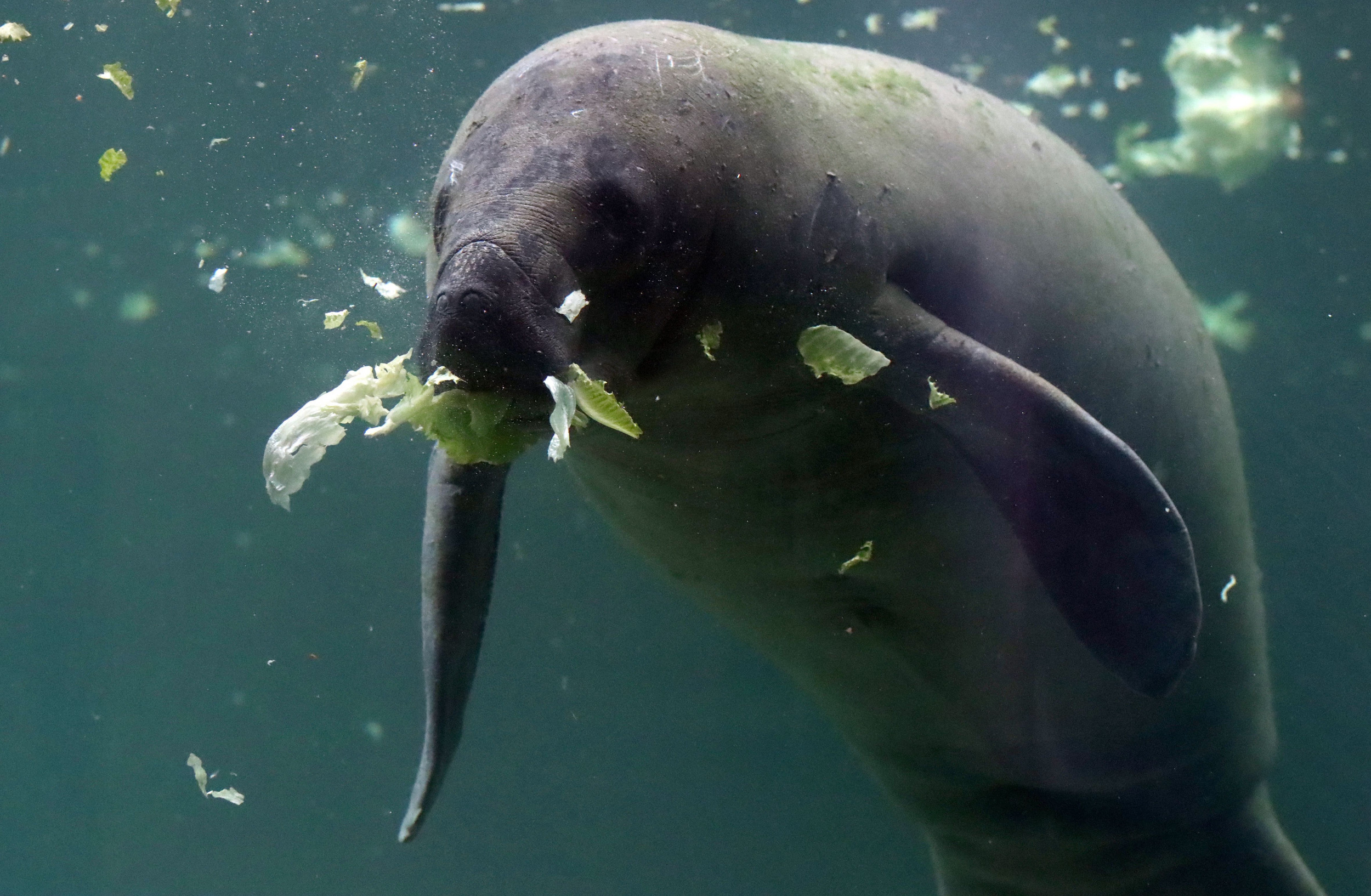 Group of Manatees Spotted in Flooded Backyard After Hurricane Ida Slams Southern States