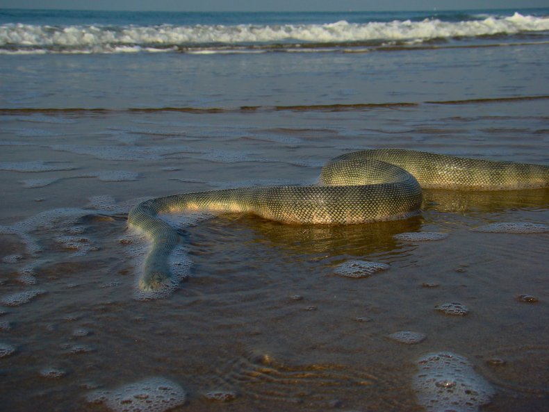 Sea snake 
