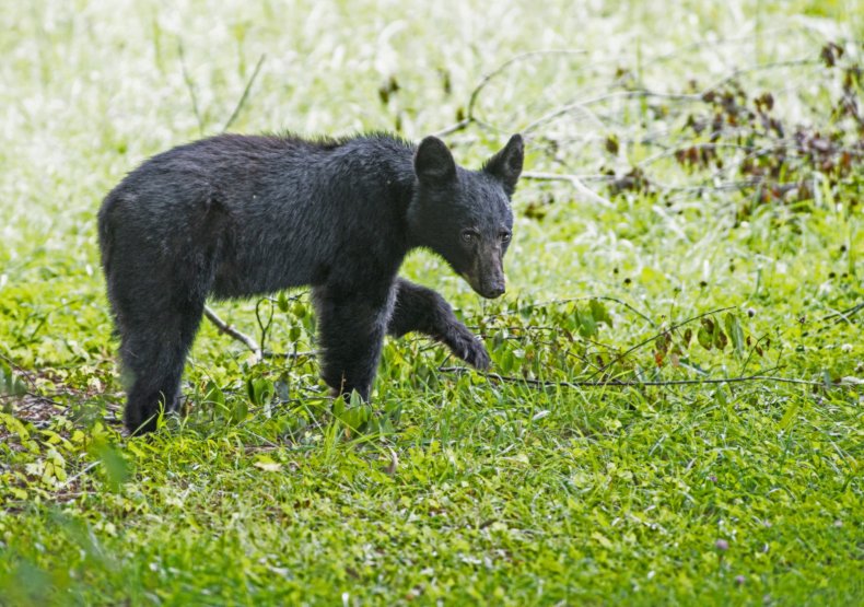 Bear cub