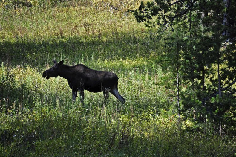 Moose Attacks Colorado Woman
