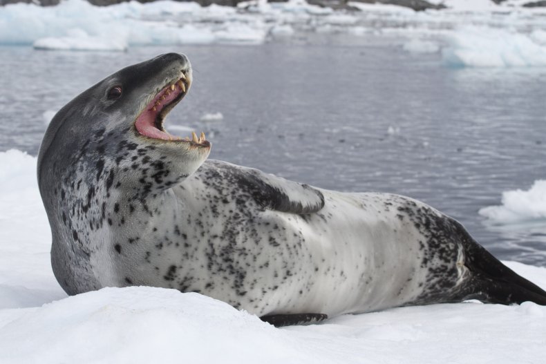 A leopard seal in the ice.
