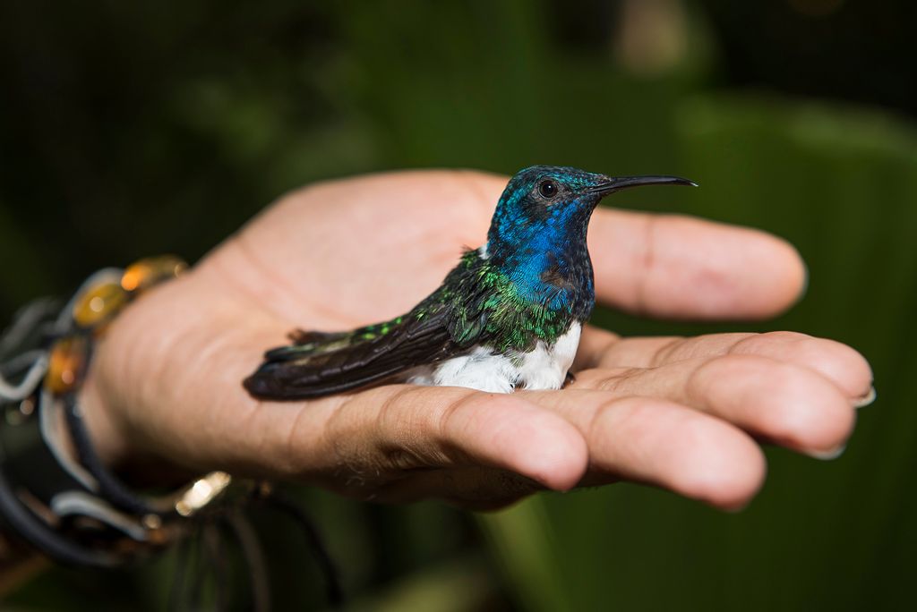VIDEO: Female Hummingbirds Avoid Male Bullies by Looking Like Them