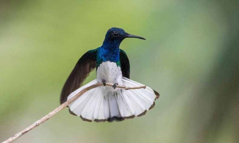 Female hummingbird