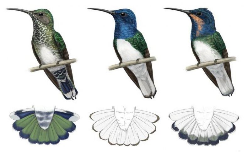 Hummingbird imitation