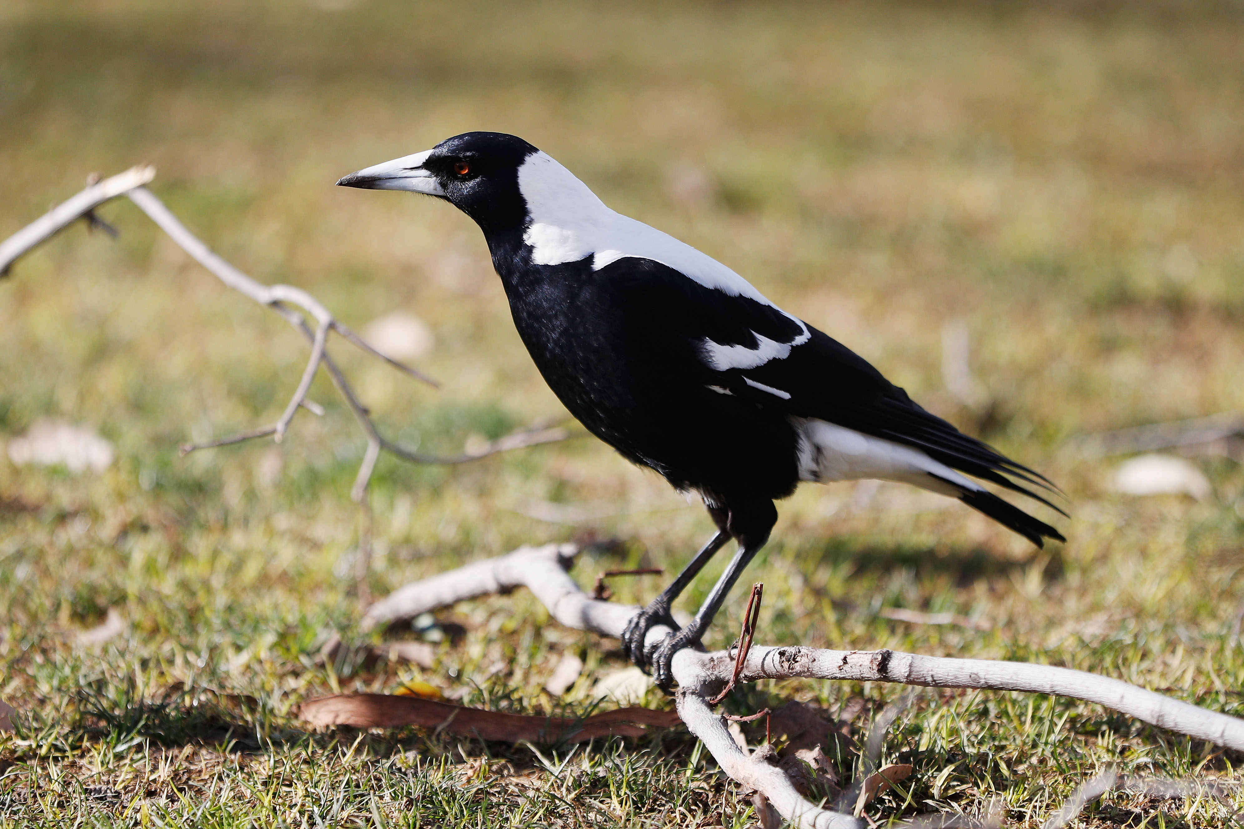 aggressive-magpies-will-be-removed-from-park-after-attack-caused-infant