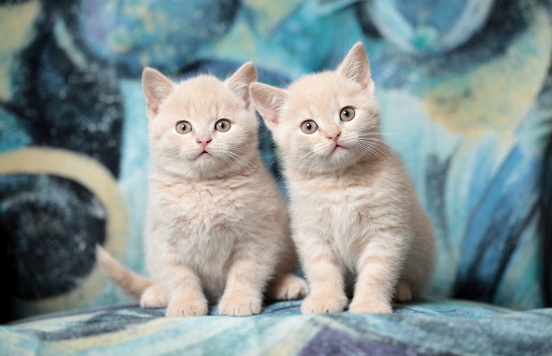 Two kittens 