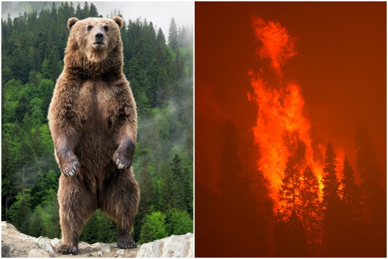 Bear flees from Caldor Fire in California