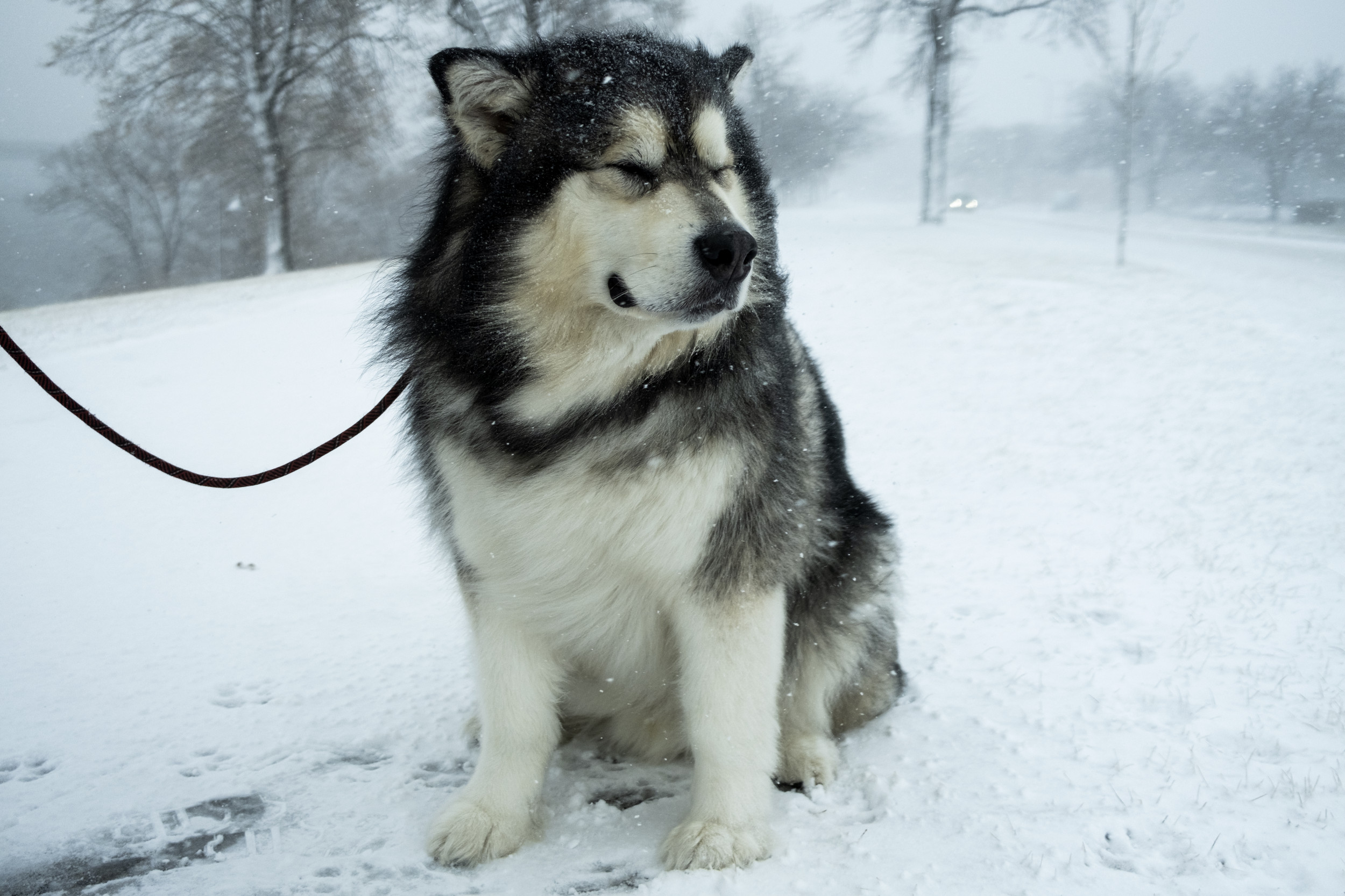 25 Dog Breeds That Prefer Colder Temperatures