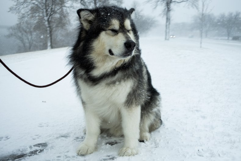 Alaskan Malamute in Minneapolis, Minnesota