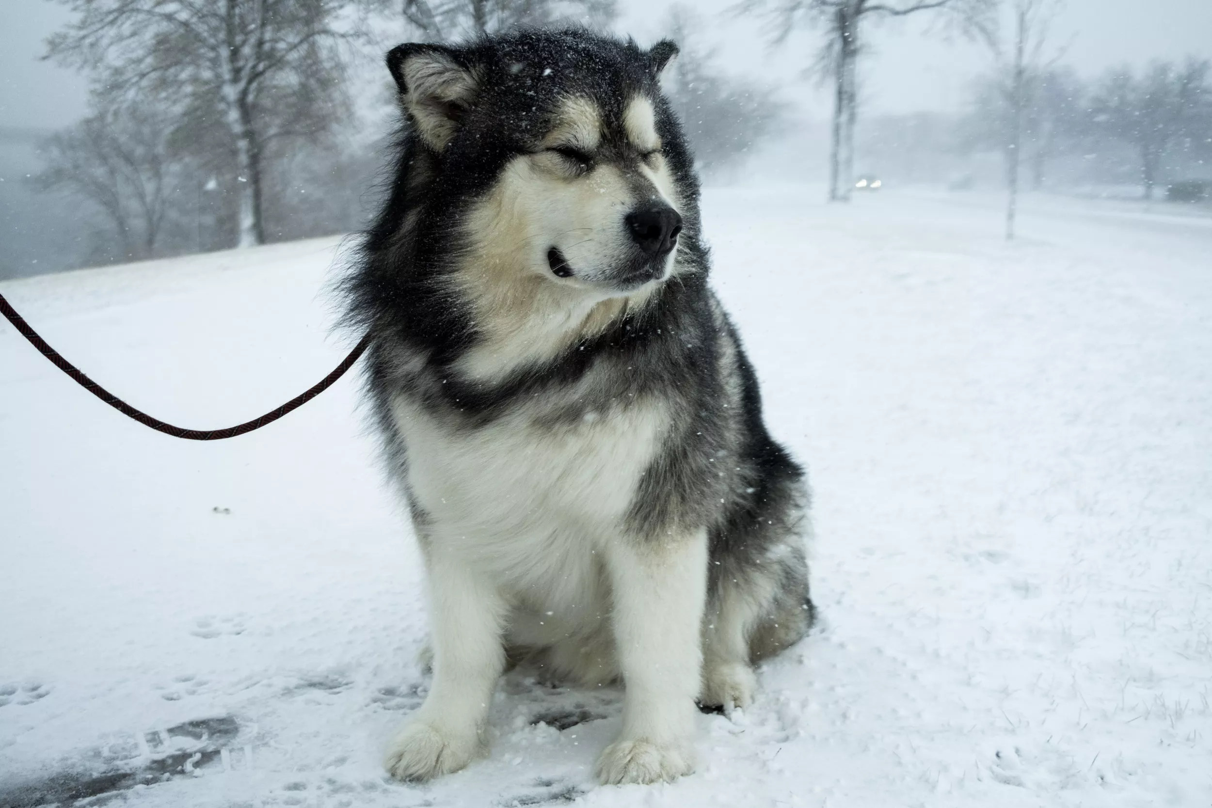 What Is The Coldest Temperature A Siberian Husky Can Withstand
