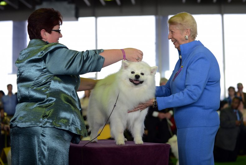 American Eskimo Dog 