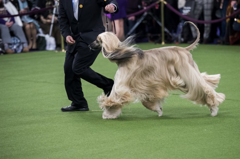 Afghan Hound