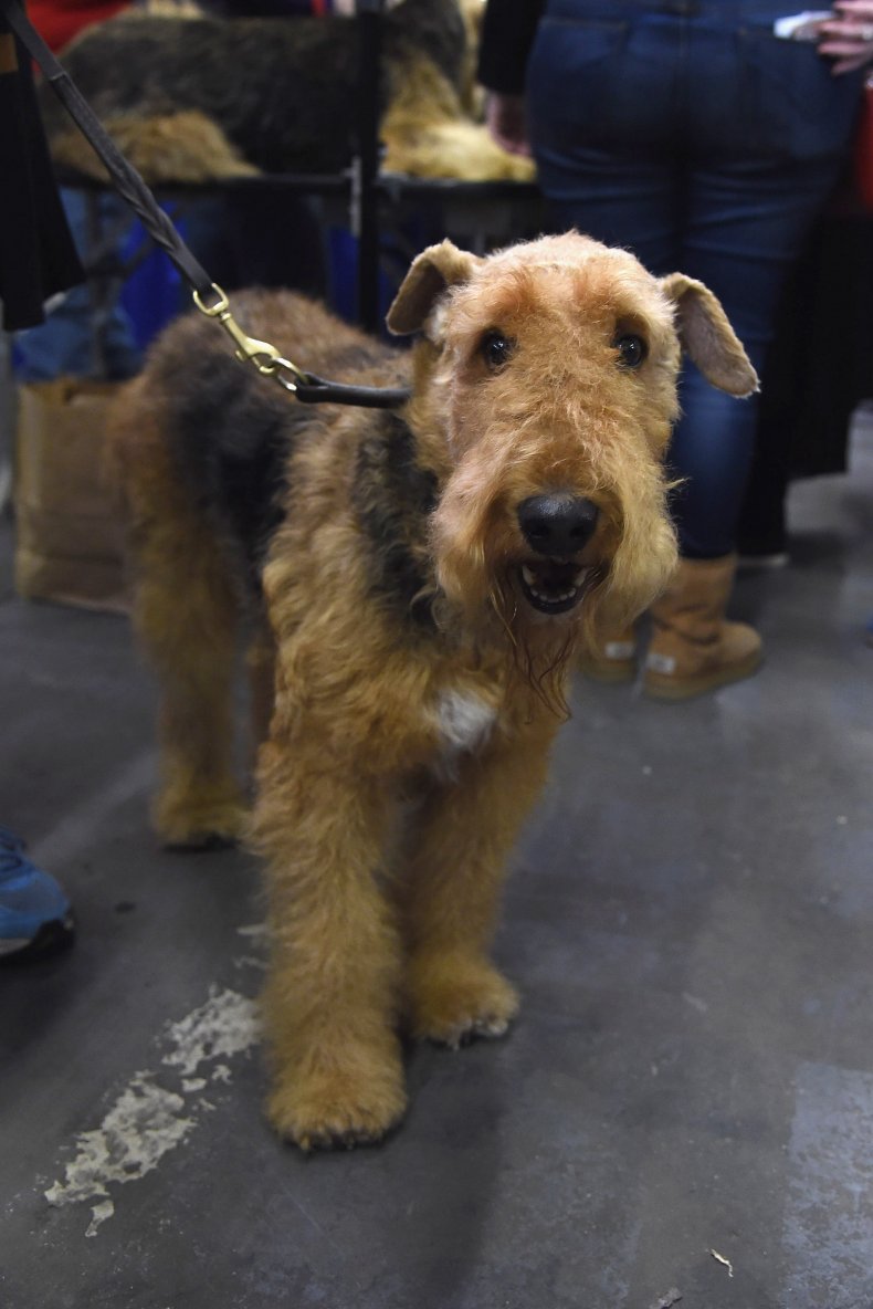 Airedale Terrier