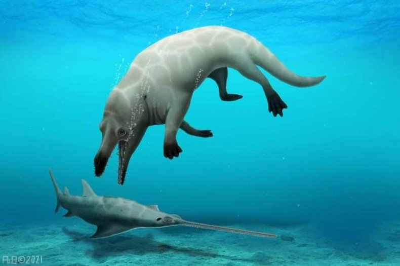 Amphibious whale