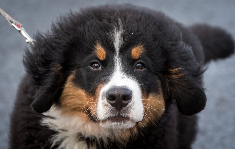 Bernese Mountain dog