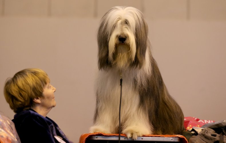 Bearded Collie dog