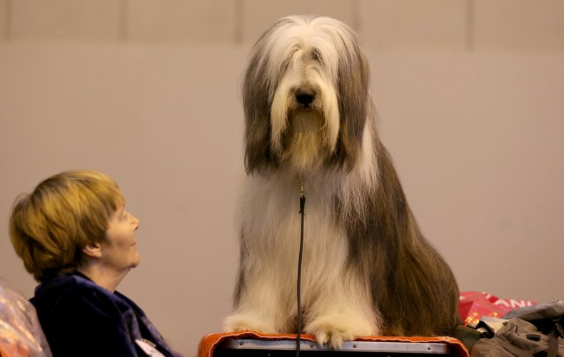 Bearded Collie dog 