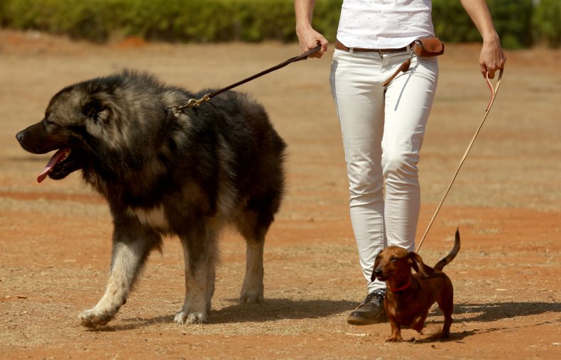 A Caucasian Shepherd male