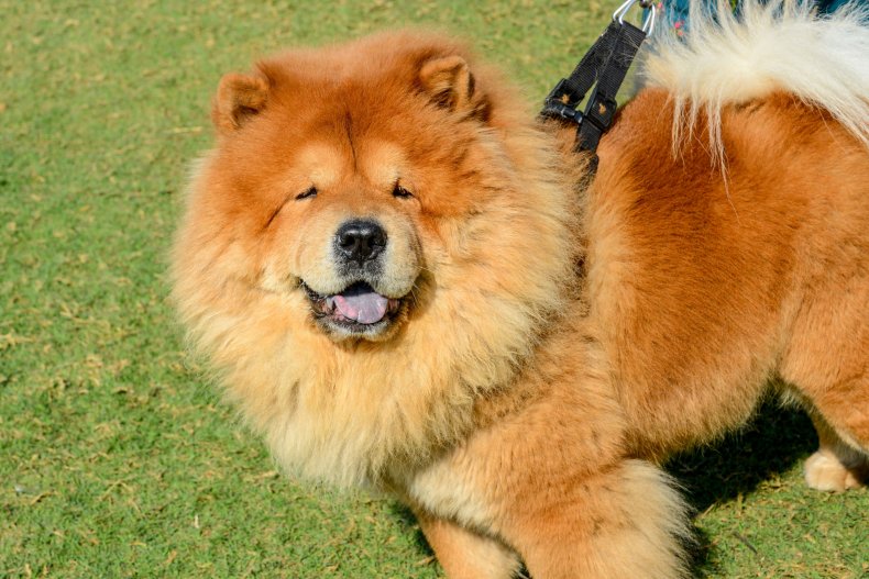 A Chow Chow Dog