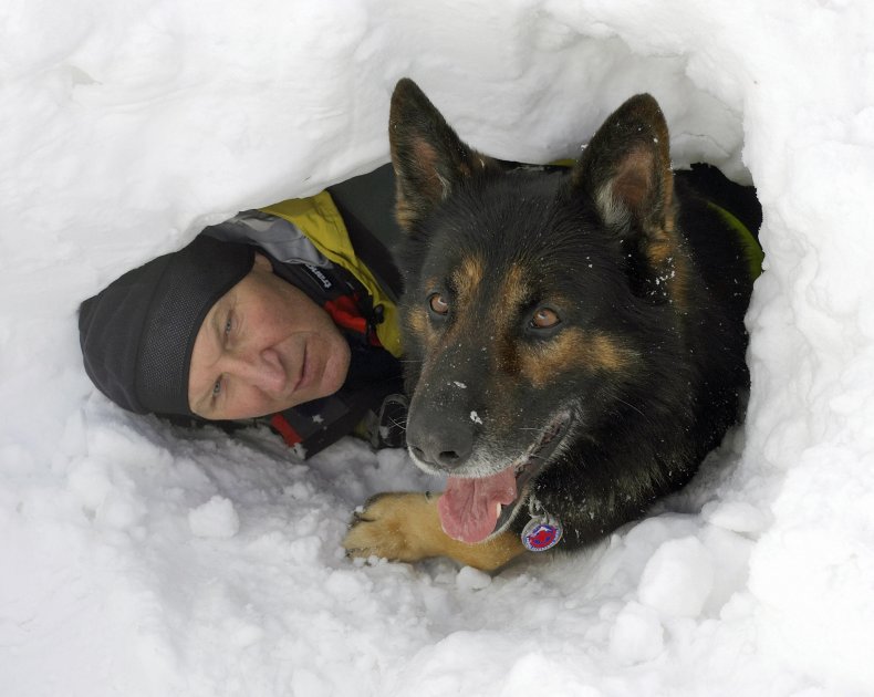 German Shepherd