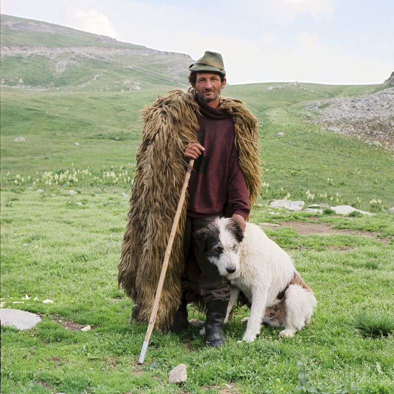 Carpathian Shepherd Dog