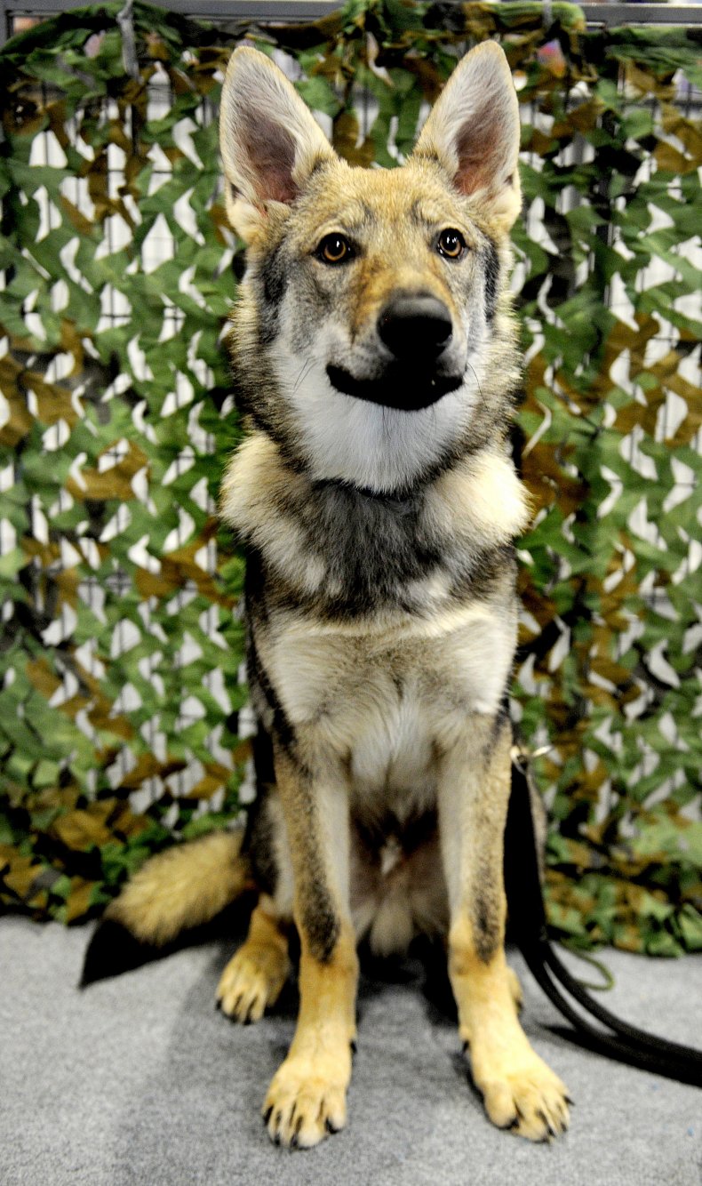 Czechoslovakian Wolfdog