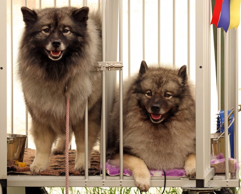 Two Keeshond dogs