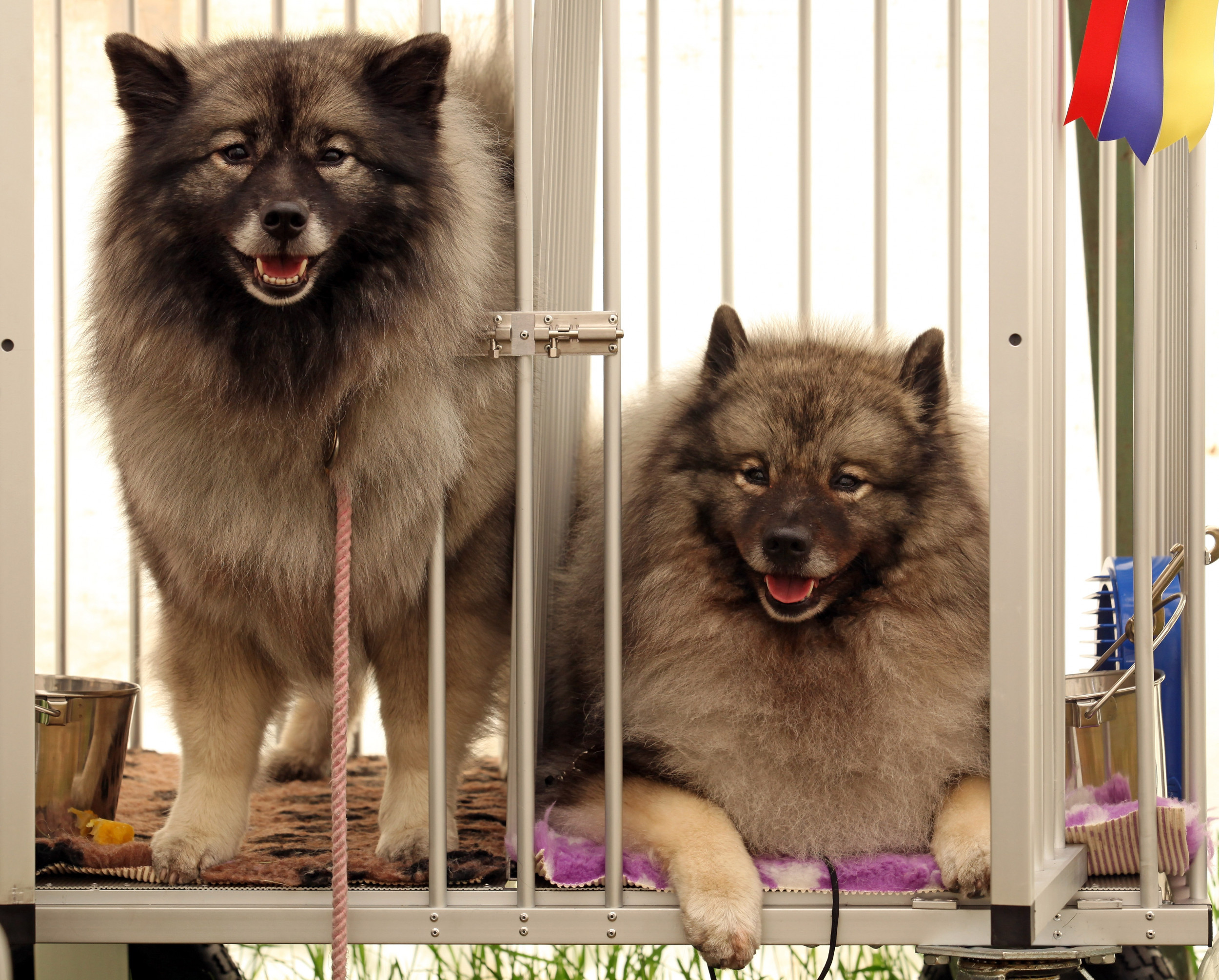 Two Keeshond dogs 