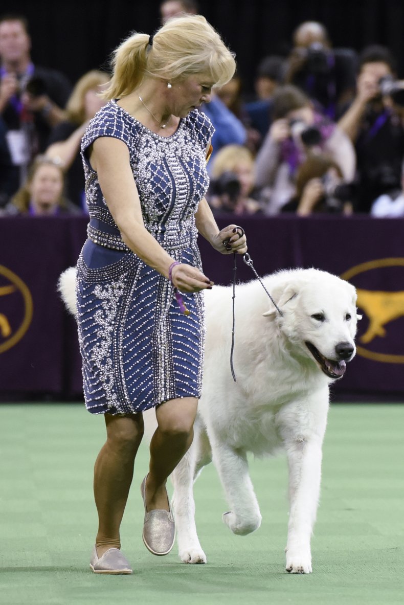 A Kuvasz Dog