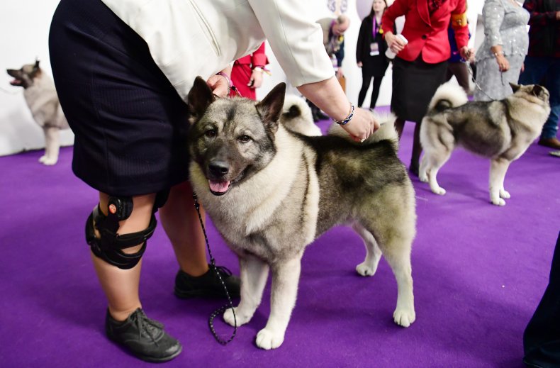 Norwegian Elkhound 