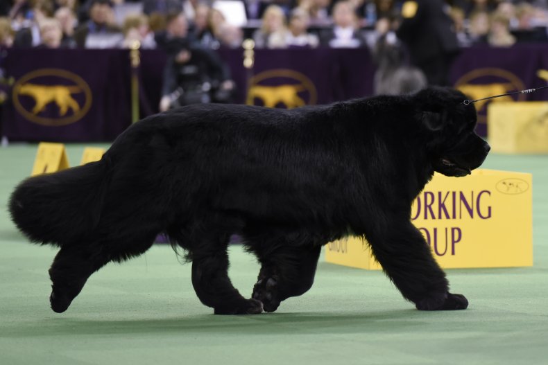 Newfoundland Dog