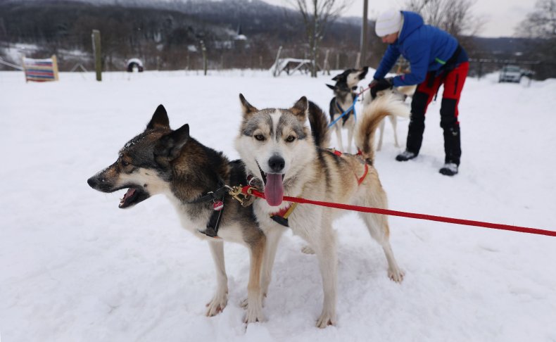 Siberian Husky Dogs