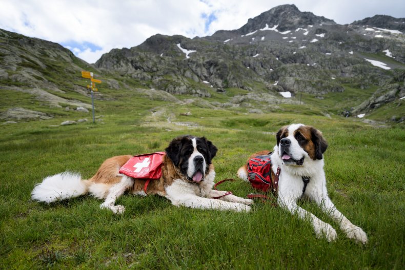 Two Saint Bernard Dogs