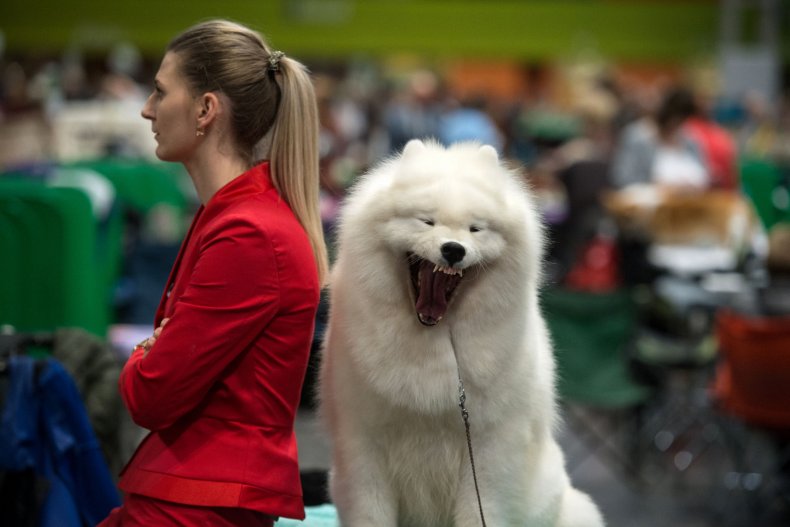 A Samoyed Dog