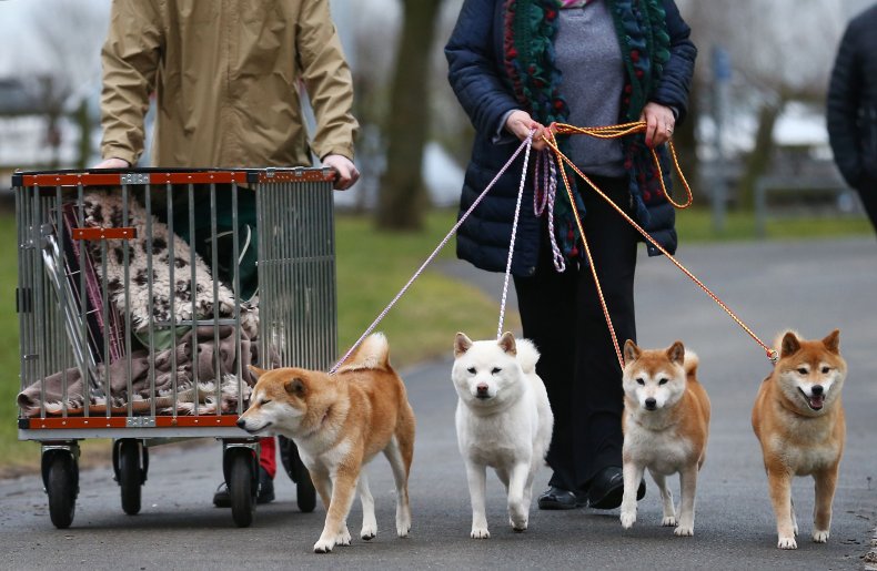 Shiba Inu dogs