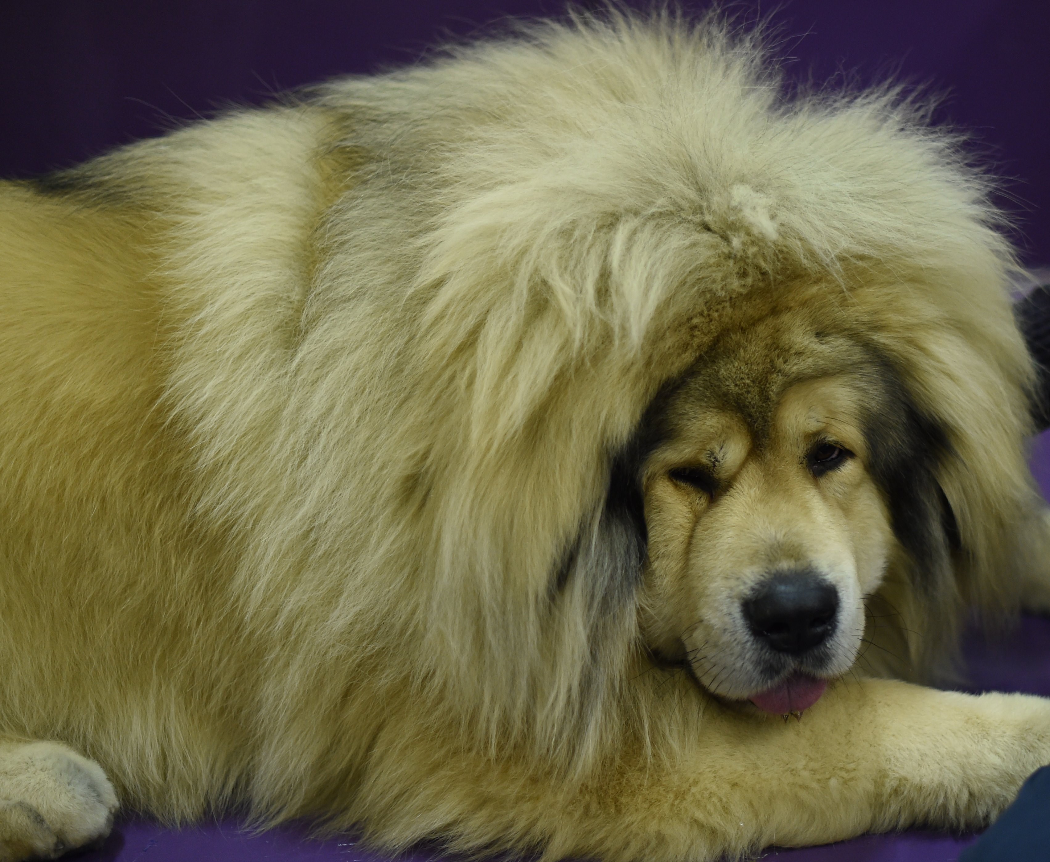 A Tibetan Mastiff Dog