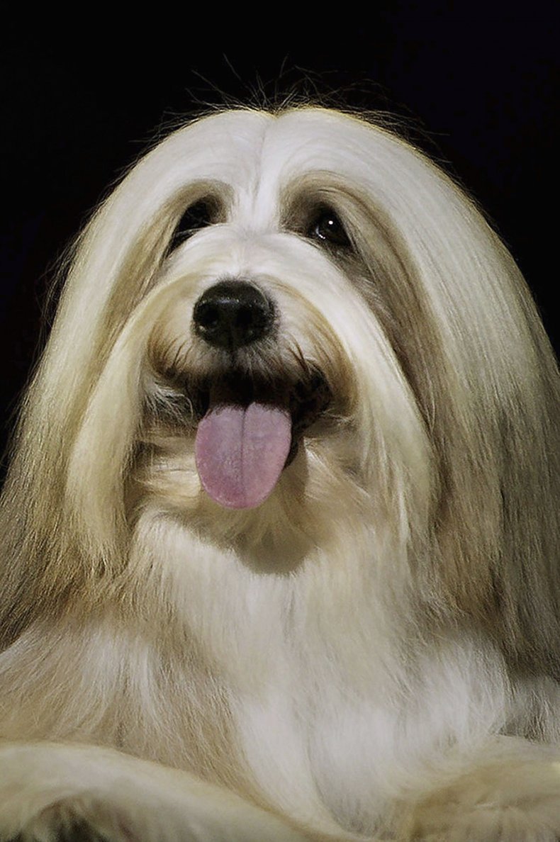 Tibetan Terrier Dog