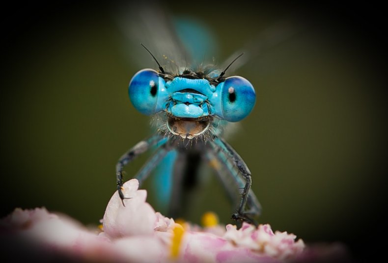 Smiling Blue Dragonfly