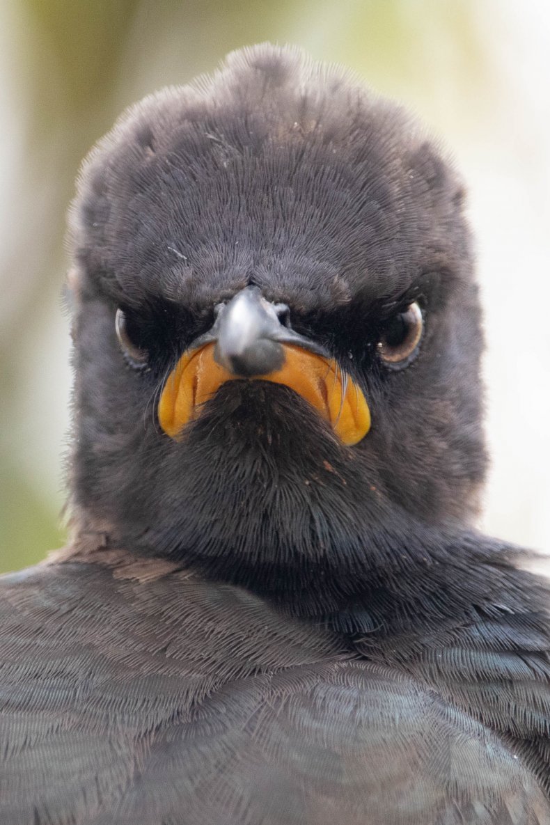A frowning Pied starling