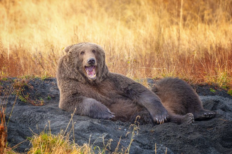 A brown bear posing in Alaska