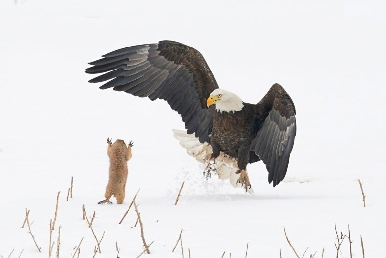 A prairie dog attempts to fight eagle
