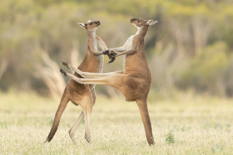 Two kangaroos fighting in a field