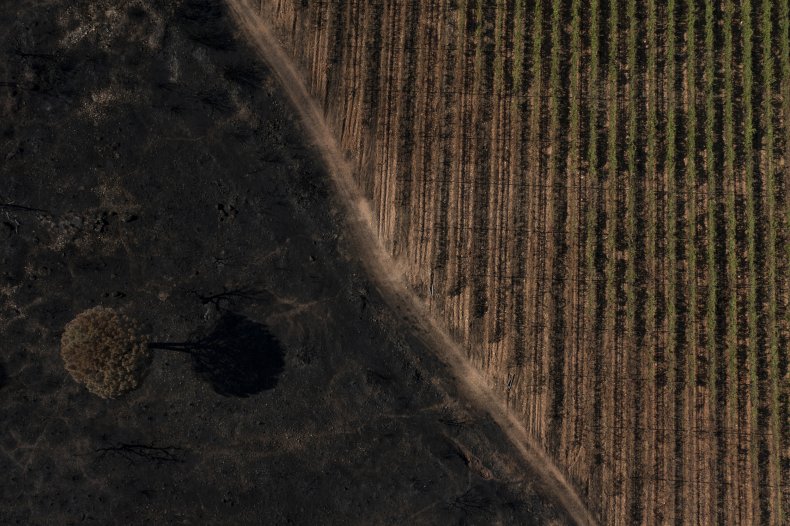 Burnt Vineyards From Wildfire in France