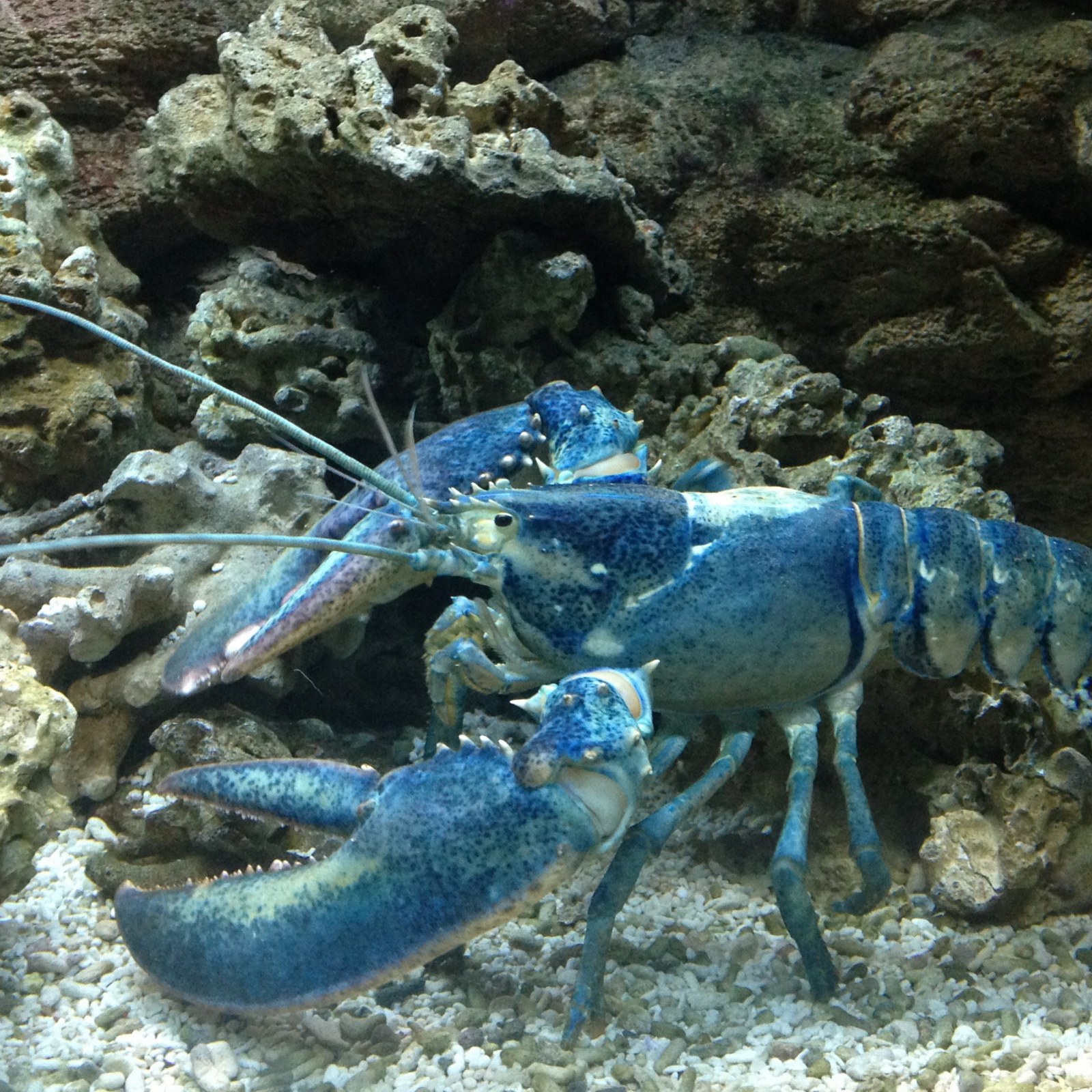Fisherman Catches Rare Blue Lobster: 'Would Be a Shame to Put It in a Pot'