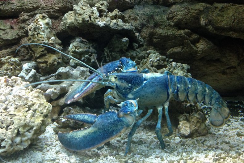 A blue lobster